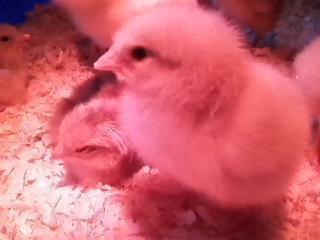 17097_chick2.jpg