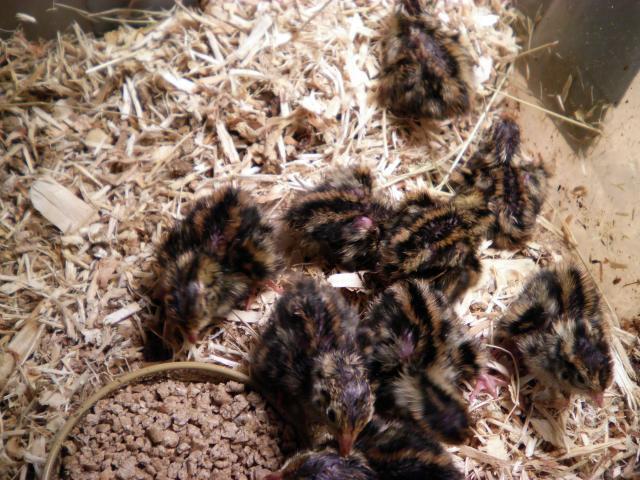 17106_2nd_quail_hatch_1.jpg