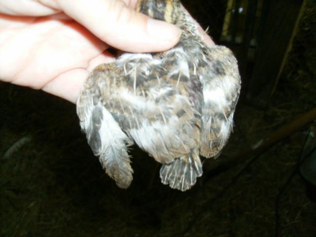 17106_barred_quail_chick2.jpg