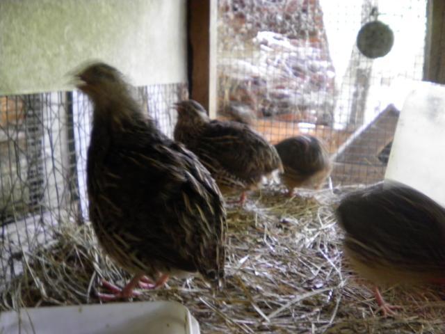 17106_byc_quail.jpg