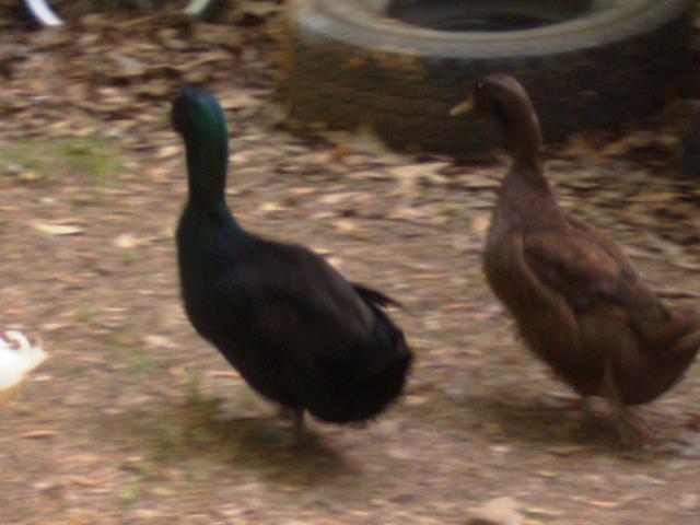 17106_chocolate_duck_2.jpg