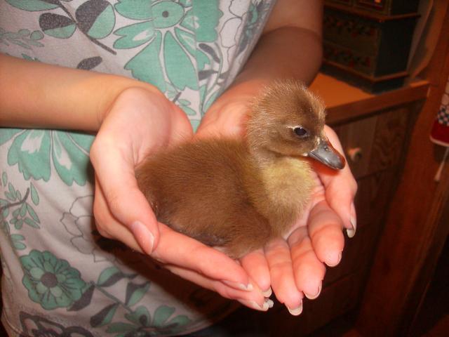 17106_little_brown_duckling.jpg