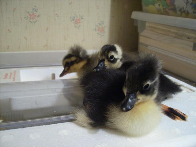 17106_new_ducklings_1.jpg