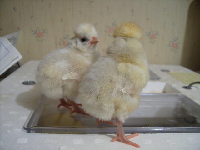 17106_new_polish_chicks_3.jpg