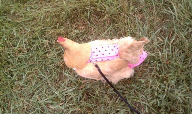 17124_leash_loop_chicken.jpg