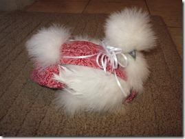 17124_silkie_diaper_with_bow.jpg
