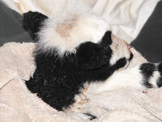 17139_new_jacob_lamb_002.jpg