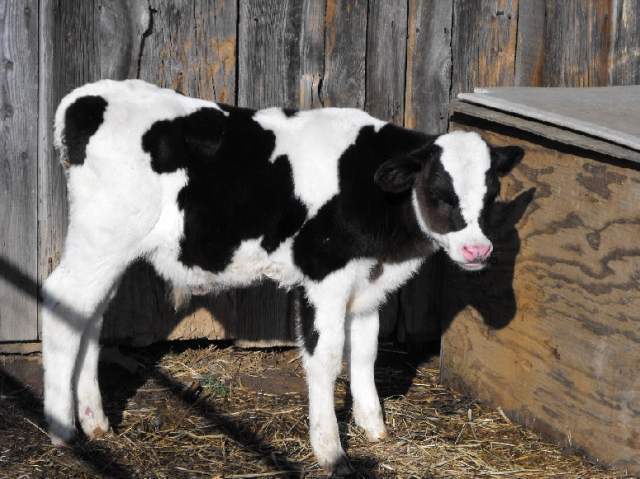 17139_new_steer_calf.jpg