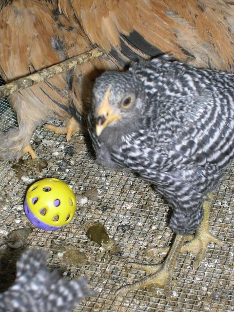 17160_dscn0856.jpg