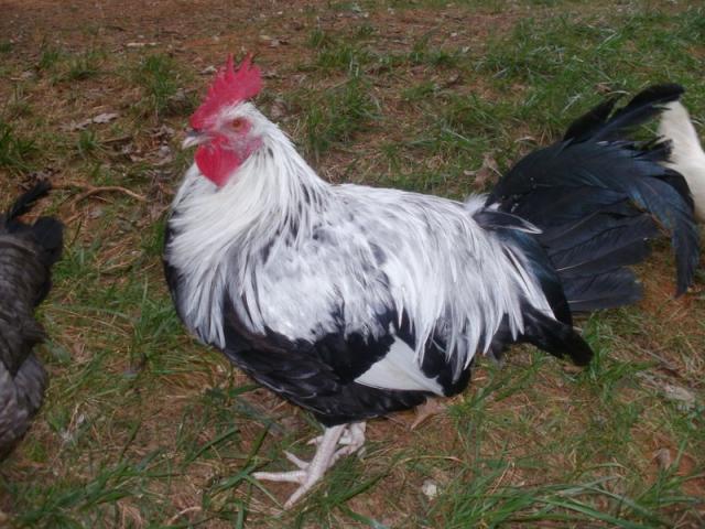 17160_p9190076.jpg