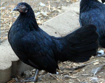 17189_black_oegb_pullet.jpg