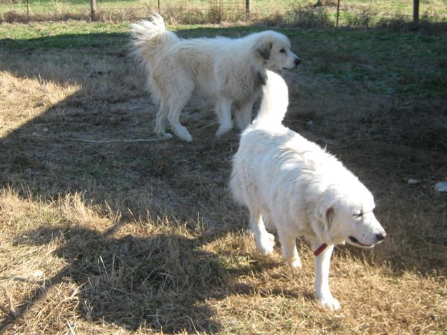 17189_goats_and_such_121111_003_small.jpg