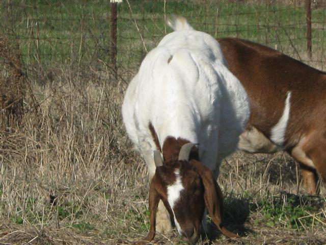 17189_goats_and_such_121111_008_small.jpg