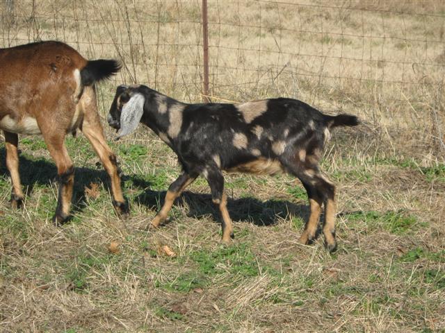 17189_goats_and_such_121111_012_small.jpg