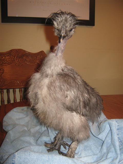 17189_hatchhorsecher_005_small.jpg