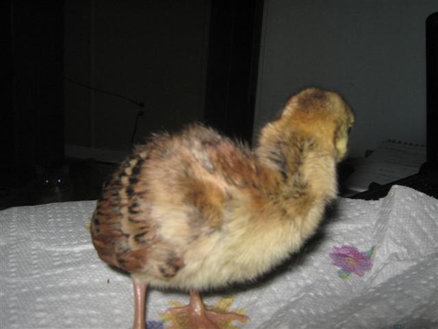 17189_peachick_002_small.jpg