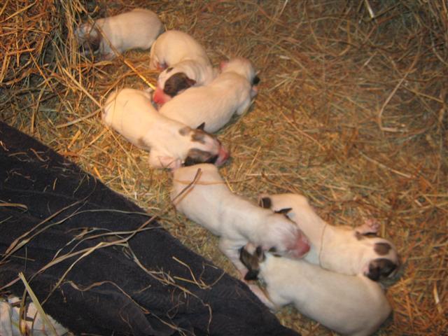 17189_sadie_puppies_born_1204_and_511_and_individual_pics_120711_001_small.jpg