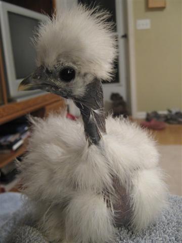 17189_tisha_pair_of_showgirl_chicks_007_small.jpg