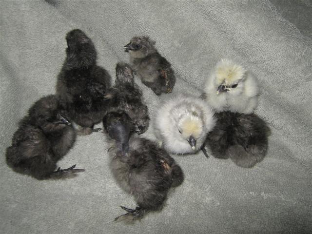17189_tisha_silkie_chicks_91911_hatch_002_small.jpg
