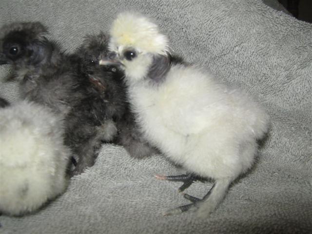 17189_tisha_silkie_chicks_91911_hatch_007_small.jpg