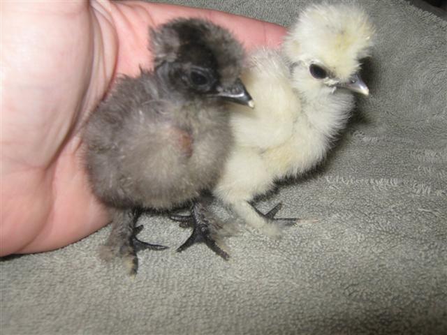 17189_tisha_silkie_chicks_91911_hatch_008_small.jpg