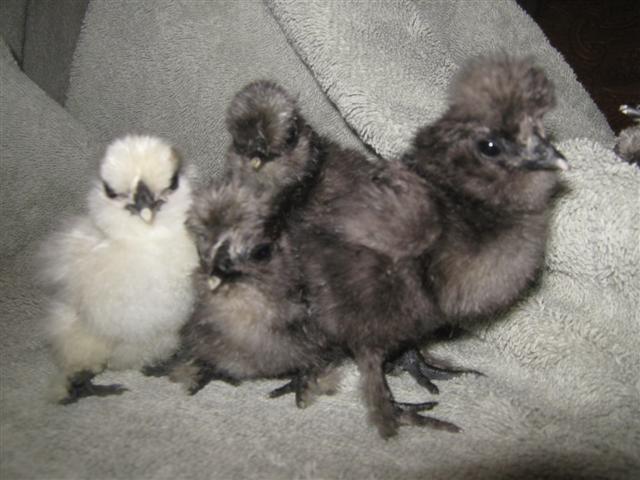 17189_tisha_silkie_chicks_91911_hatch_012_small.jpg