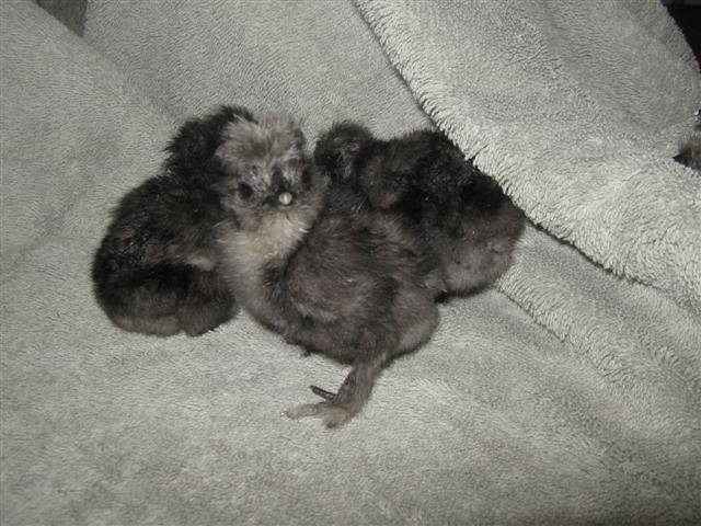 17189_tisha_silkie_chicks_91911_hatch_015_small.jpg