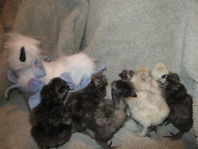 17189_tisha_silkie_chicks_91911_hatch_019_small.jpg