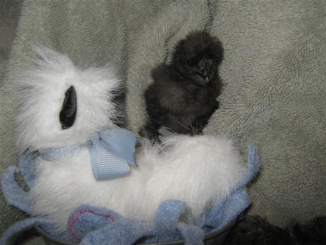 17189_tisha_silkie_chicks_91911_hatch_022_small.jpg