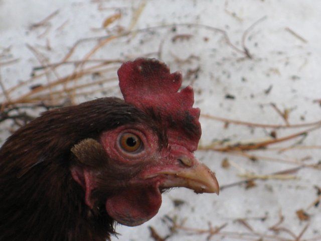 17209_chickens_frost_bite_006.jpg