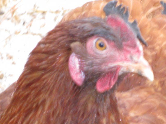 17209_chickens_frost_bite_008.jpg