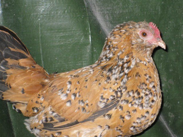 17209_chickens_frost_bite_014.jpg