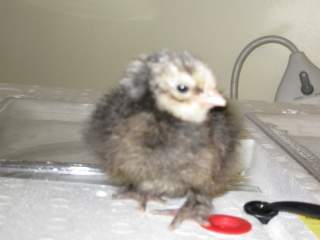 17209_chicks_1_month_and_1_day_003.jpg