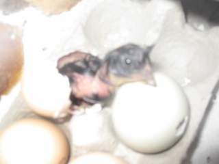 17209_chicks_1_month_and_1_day_007.jpg