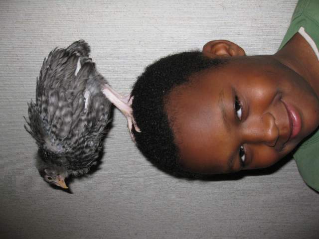 17209_chicks_1_month_and_1_day_017.jpg