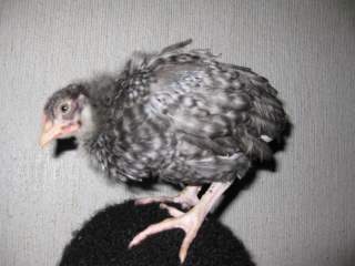 17209_chicks_1_month_and_1_day_026.jpg