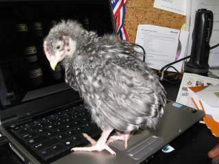 17209_chicks_1_month_and_1_day_027.jpg