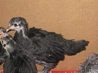 17209_chicks_1_month_and_1_day_041.jpg