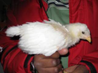 17209_chicks_1_month_and_1_day_043.jpg