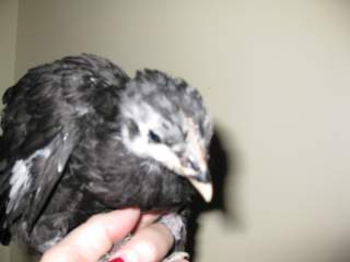 17209_chicks_1_month_and_1_day_050.jpg