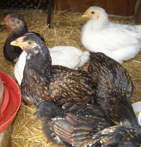 17215_asst_pullets_5-2-09.jpg