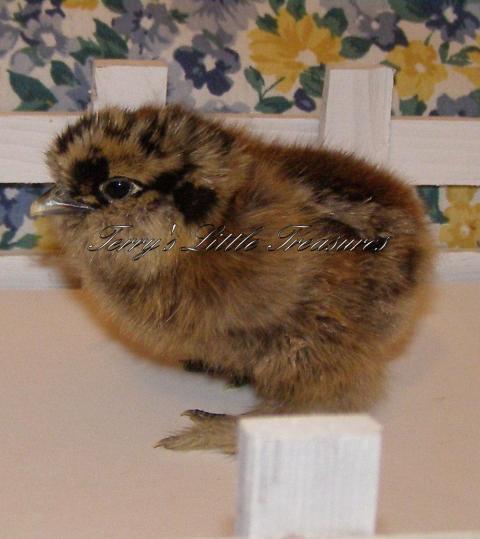 17215_tlt_may_1-09_my_silkie_babies_3.jpg