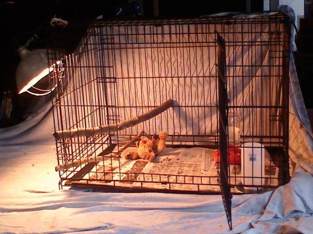 17217_brooder.jpg