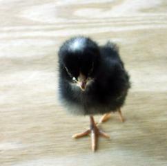 17240_3_day_old_br_chick_march_2010_2.jpg