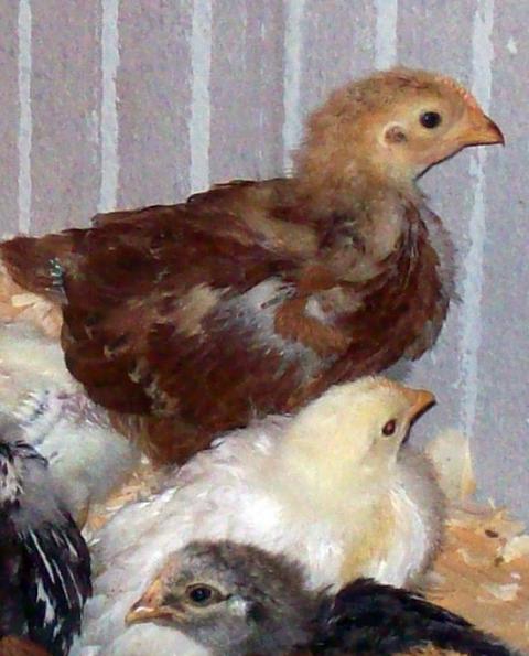 17240_chick_2.jpg