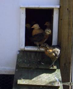 17240_chicks_at_door.jpg