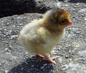 17240_day_old_blue_laced_wyandotte_4-3-2010.jpg