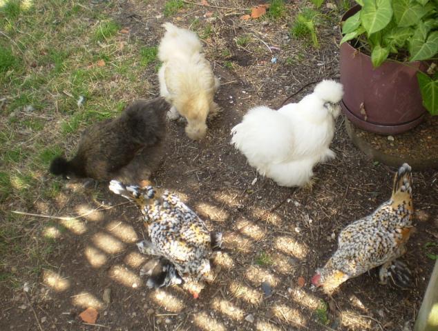 17293_hens-spring.jpg