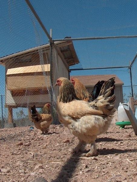 17339_chickscoop.jpg