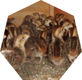 17339_quail_chicks.gif